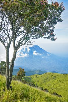 a lone tree on the side of a grassy hill with a mountain in the background