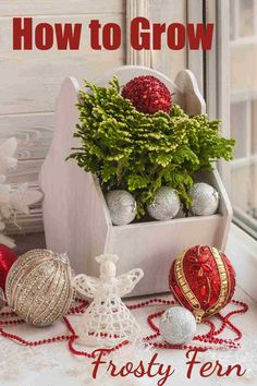 an image of how to grow frosty fern in the window sill for christmas