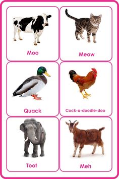 animals and their names are shown in the picture above it is an image of different kinds of animals