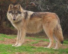 a wolf standing on top of a lush green field