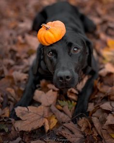 a black dog with a pumpkin on its head laying in leaves and looking at the camera