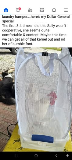 a cat in a cage sitting on top of a table