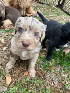 Aussiedoodle Red Merle Aussiedoodle, Mountain Doodles, Dog Ideas, Tractor Supplies, Dog Stuff