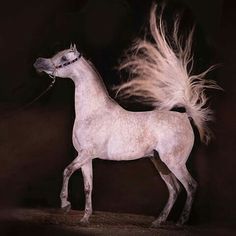 a white horse standing on top of a wooden floor next to a feathery tail