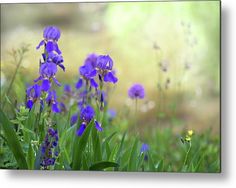 some purple flowers are growing in the green grass metal print by panoramic images