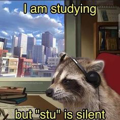 a raccoon wearing headphones is sitting in front of a computer monitor with the caption i am studying but stui is silent