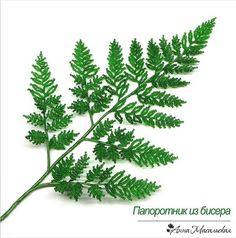 a close up of a green plant on a white background