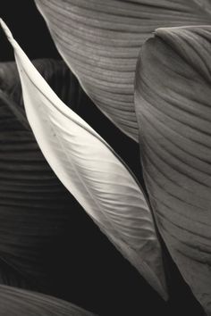 black and white photograph of large leaves