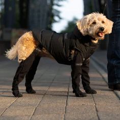 a small dog wearing a black jacket and boots standing next to a person in jeans