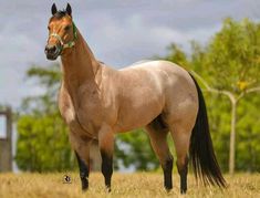 a brown horse standing on top of a dry grass field with trees in the background