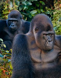 Western Lowland Gorilla, Silverback Gorilla, Endangered Wildlife, Endangered Animals, Pretty Animals, Primates, Endangered Species, Giraffes, Animals Of The World