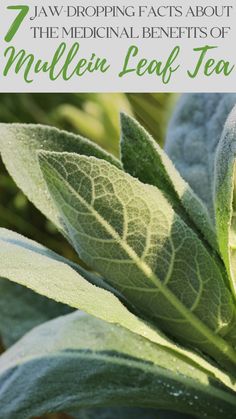 mullein leaf tea Mullein Tea Recipe, Mullien Leaf Salve, Mullein Benefits, Medicinal Tea Recipes, Mullein Tea, Medicinal Herbs Remedies, Medicinal Tea, Medicinal Herbs Garden, Herbal Tinctures