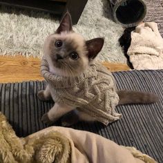 a cat wearing a sweater sitting on top of a bed next to a stuffed animal