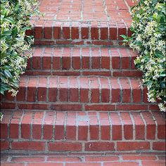 a cat is sitting on the steps in front of some bushes and flowers that are growing over them