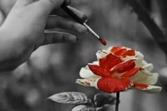 a person is holding a pen and painting a red flower with water droplets on it