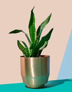 a potted plant sitting on top of a table