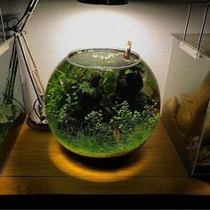 a fish bowl filled with water and plants on top of a wooden table next to a lamp