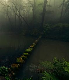 a stream in the middle of a forest with moss growing on it's sides