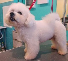 a white poodle standing on top of a table next to a hair dryer