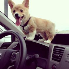 a dog standing on the dashboard of a car with its tongue hanging out and looking at the camera