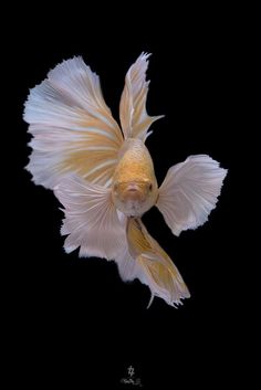 a white and yellow fish floating on top of water