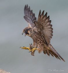 a bird with it's wings spread out is holding something in its mouth while perched on a rock