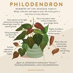 a potted plant with the words philoderron on it's bottom corner