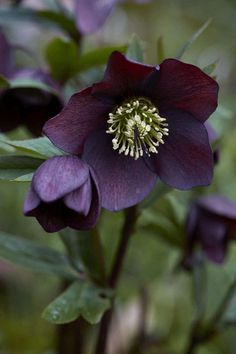 a purple flower with green leaves in the background