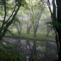 a pond surrounded by trees in the woods