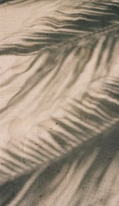 a person riding a skateboard on top of a sandy beach next to a palm tree