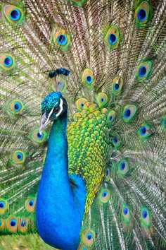 a peacock with its feathers spread out and it's tail showing, in front of the camera