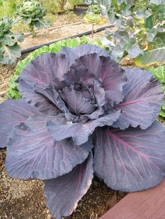 there is a large purple flower in the garden