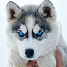 a husky dog with blue eyes is looking at the camera while standing in the snow