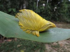 a close up of a leaf with yellow hair on it's back end and green leaves in the background