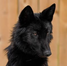 a black dog is sitting in front of a wooden fence and looking at the camera