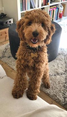 a brown dog standing on top of a bed