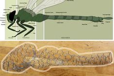 the diagram shows an insect with wings and legs, as well as parts of its body