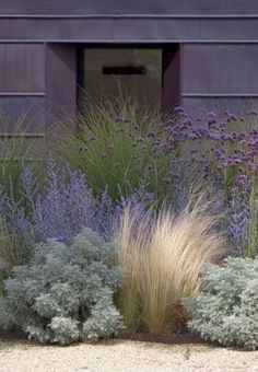 purple and green plants in front of a building