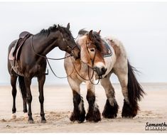 two horses standing next to each other on a beach