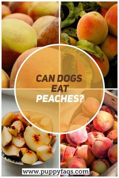 four pictures with different types of peaches and the words can dogs eat peaches?