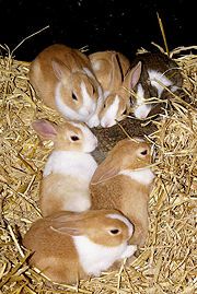 four rabbits are sitting in the hay and one is laying on top of another rabbit