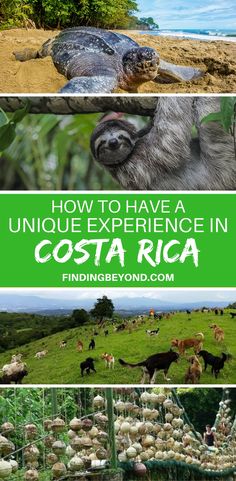 some animals and plants in the grass with text overlay that reads how to have a unique experience in costa rica