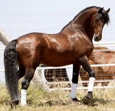 a brown horse standing on top of a grass covered field