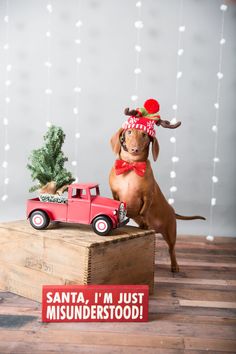 a dog is standing on top of a box with a christmas tree in its mouth