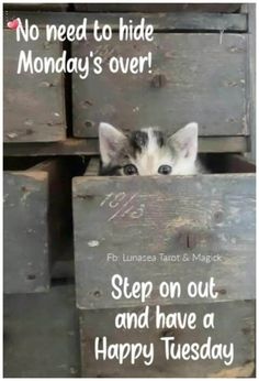 a kitten peeking out from behind a wooden crate with the words, no need to hide monday's over step on out and have a happy tuesday