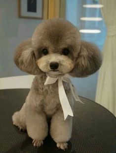 a brown poodle sitting on top of a table next to a white ribbon tied around it's neck