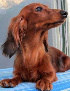 a brown dachshund sitting on top of a blue blanket next to a window