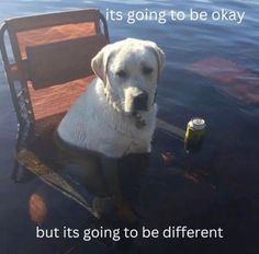 a white dog sitting on top of a wooden chair next to a body of water