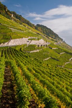 rows of vines growing on the side of a hill