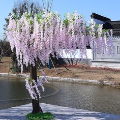 a tree that is next to a body of water with purple flowers growing on it